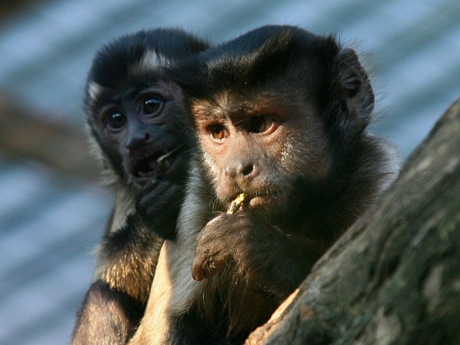 Naklonovaná opice se jako první dožila dospělosti. Ilustrační foto