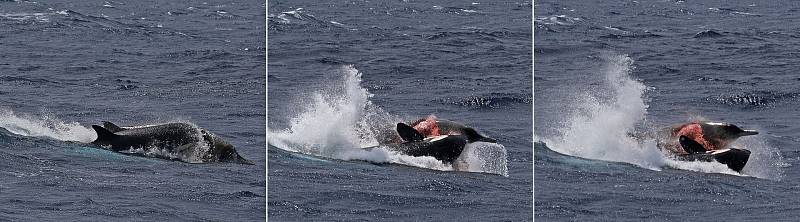 Útoky kosatek dravých jsou brutální, neubrání se jim žádná velryba. Kosatky loví koordinovaně ve skupině, oběti většinou způsobí množství zranění, jimž podlehne. Následně nastává hodování.
