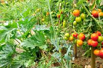 Rajčata patří mezi rostliny s velkou spotřebou živin, v další sezoně na záhonek po něm vysázejte například hrách, fazole, mrkev, rané brambory nebo červenou řepu.