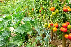 Rajčata patří mezi rostliny s velkou spotřebou živin, v další sezoně na záhonek po něm vysázejte například hrách, fazole, mrkev, rané brambory nebo červenou řepu.