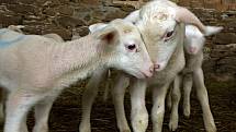 S přicházejícím jarem se ovčí farma v Brníčku proměnila v jednu velkou porodnici. Jehňata přicházejí na svět jako na běžícím pásu a hospodář se musí něco ohánět, aby novorozence stihl zaevidovat a správně přiřadit k matce a otci. 
