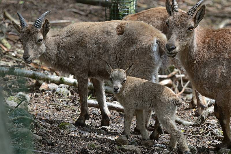 Mláďata kozorožce kavkazského v Zoo Děčín