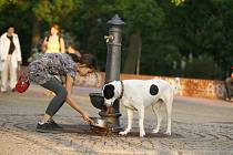 Podle odborníků byste za letních veder měli psa často povzbuzovat, aby se napil