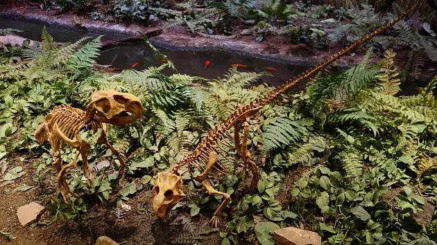 Kosterní odlitky psittacosaura, umístěné do nápodoby přirozeného prostředí tohoto dinosaura, expozice Muzea pravěkého života v Utahu