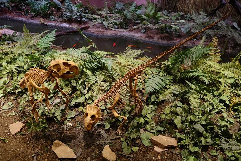 Kosterní odlitky psittacosaura, umístěné do nápodoby přirozeného prostředí tohoto dinosaura, expozice Muzea pravěkého života v Utahu