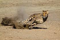 Gepard-nejrychlejší lovec.