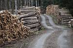 Od loňského července, kdy došlo k významnému nárůstu cen dřeva, se finanční situace Lesů ČR zlepšila. 