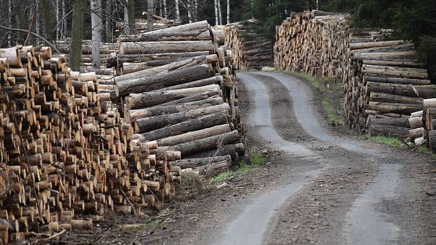 Od loňského července, kdy došlo k významnému nárůstu cen dřeva, se finanční situace Lesů ČR zlepšila. 