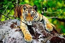 Mladý sedmnáctiměsíční tygr bengálský se povaluje na kameni. Čistokrevní zástupci několika tygřích druhů přežívají v umělých chovech. 