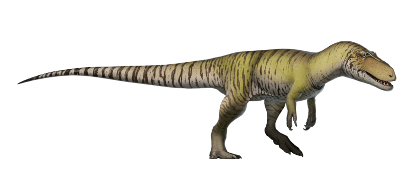 Mezi teropody, tedy tříprsté masožravé dinosaury, patřil i Torvosaurus.