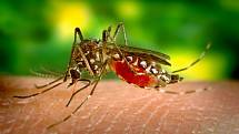 Podle amerického Ústavu pro kontrolu a prevenci nemocí jsou komáři „nejnebezpečnějším organismem na světě“.