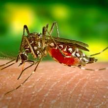 Podle amerického Ústavu pro kontrolu a prevenci nemocí jsou komáři „nejnebezpečnějším organismem na světě“.