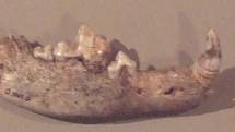 Dolní čelist pravěkého psa, objeveného v Bonnu-Oberkasselu v Německu, datovaná do doby zhruba před 14 200 lety