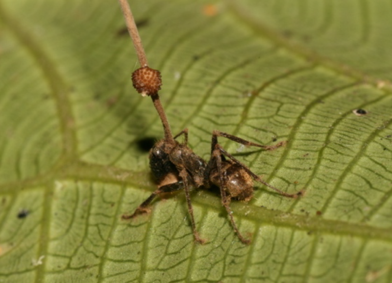 Mravenec napadený zombie houbou ophiocordyceps unilateralis