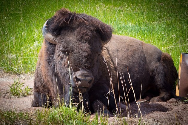 Beefalo, kříženec domácí krávy a divokého bizona amerického, ničí přírodu Grand Canyonu.