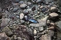 Mrtvá ryba ve vyschlém korytě jedné z čínských řek