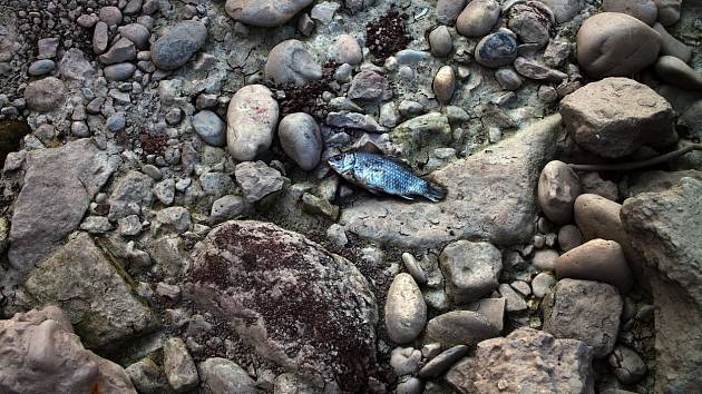 Mrtvá ryba ve vyschlém korytě jedné z čínských řek
