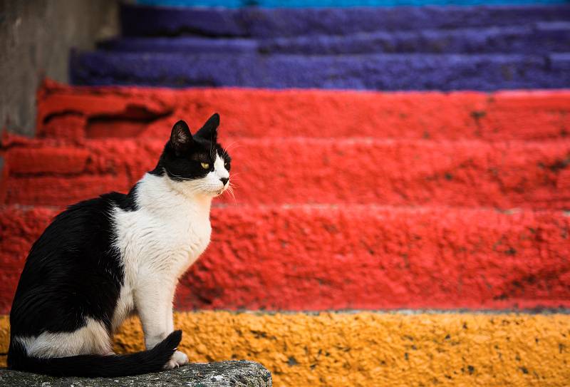 Barevné schody v Istanbulu si oblíbily i kočky.