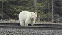 Bílý grizzly byl zpozorován i na jiných místech Národního parku Banff