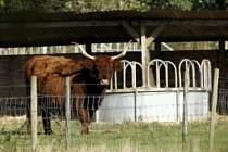 Farmáři mají strach. Řádí katarální horečka?