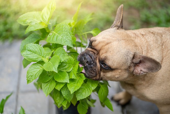 Některé byliny mohou psům při pozření způsobovat velké zdravotní komplikace