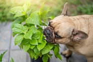 Některé byliny mohou psům při pozření způsobovat velké zdravotní komplikace.