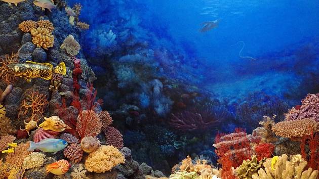 Vědci se pokusí navrátit korály na mořské dno pomocí 3D tisku.