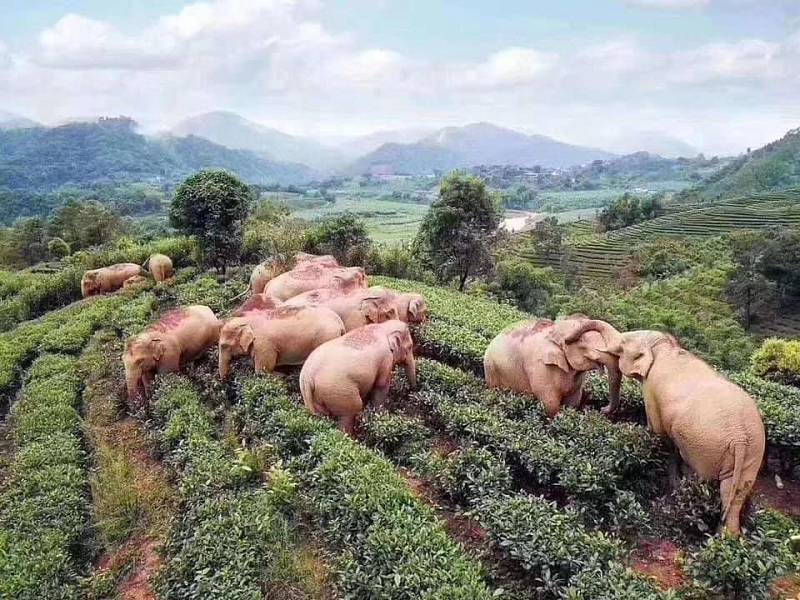 Mezi populární memy poslední doby se zařadili i sloni, kteří se údajně opili v čínském rýžovém poli