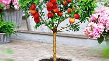 Výběr ovocných stromků vyšlechtěných speciálně jako zákrsky pro pěstování v omezeném prostoru nádob je široký.