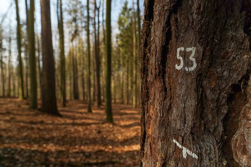Až padesátimetrové modříny ve smíšeném lese u Habrůvky na Blanensku. Lokalita je určena pro výuku a výzkum, obhospodařuje ji Školní lesní podnik Masarykův les Křtiny.