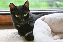 Černé kočky mají 17. srpna svůj den