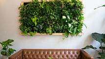 Rostliny nemusíte pěstovat jen v květináči. Na zdi obývacího pokoje, kuchyně nebo ložnice si můžete vytvořit malou vertikální zahradu v podobě obrazů z živých rostlin.