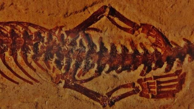 Malé nožky fosilie Tetrapodophis, považované za objev chybějícího vývojového článku mezi hady a ještěry. Ve skutečnosti šlo o člena vyhynulého rodu mořských ještěrů Dolichosaurus
