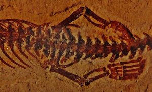 Malé nožky fosilie Tetrapodophis, považované za objev chybějícího vývojového článku mezi hady a ještěry. Ve skutečnosti šlo o člena vyhynulého rodu mořských ještěrů Dolichosaurus