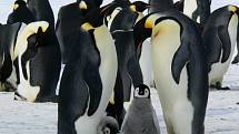 Rodina tučňáků.