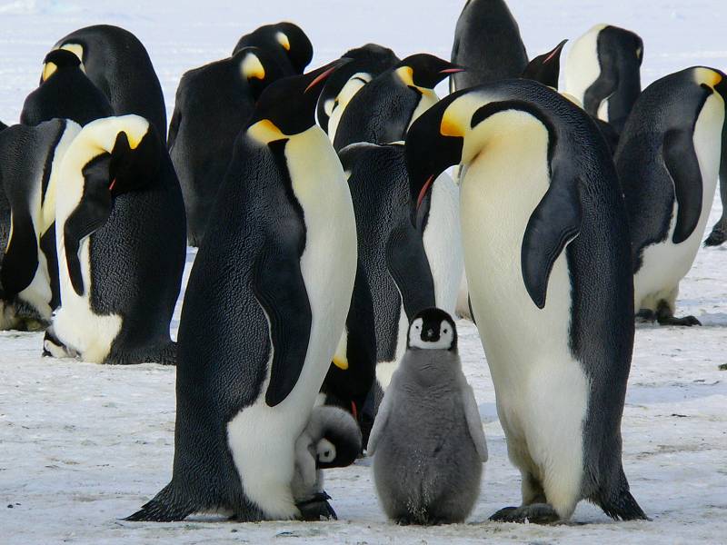 Rodina tučňáků.