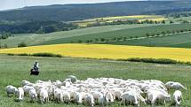 Stádo z kozí farmy Sedlákových na pastvě.