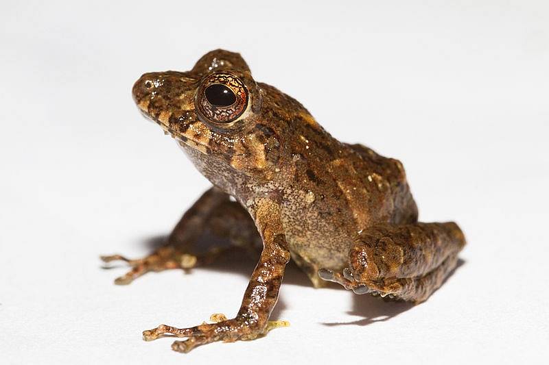 Žabka Pristimantis ledzeppelin je nejnovějším druhovým přírůstkem do rodu žab Pristimantis. To žába Pristimantis cruentus (na snímku) patří mezi nejstarším z rodu. Objevená a popsaná byla již v 70. letech 19. století.