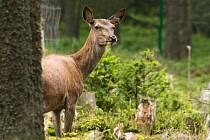 Správa NP Šumava odmítá, že by střílení březích laní bylo její politikou.