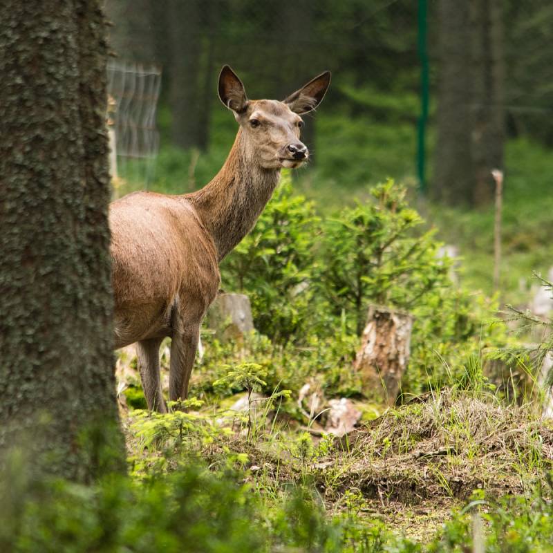 Správa NP Šumava odmítá, že by střílení březích laní bylo její politikou.