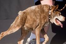 Desetiletý voříšek Quasi Modo vyhrál soutěž o nejošklivějšího psa. Fenka, která je křížencem pitbula a holandského ovčáka, má vrozenou vadu páteře, kvůli které je hrbatá.