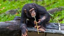 Šimpanz. Ilustrační snímek