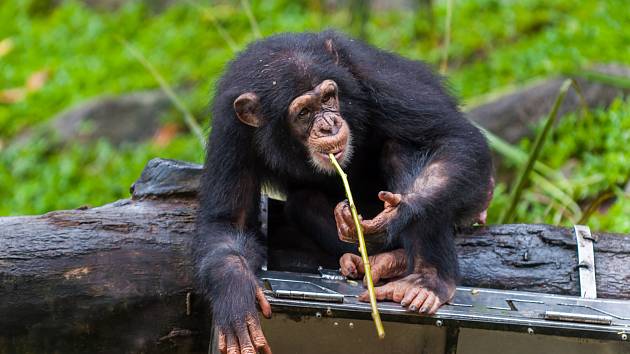 VIDEO: Fenomenální paměť. Šimpanz přiřazuje číslice, které viděl jen pár  sekund - Deník.cz