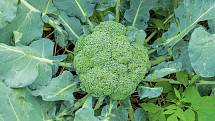 Asi 1–3 dávky (po 200 g) povařené brokolice s česnekem týdně mohou výrazně snížit riziko rakoviny.