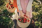Pěstovat můžete vedle klasických velkoplodých jahod také měsíční jahodníky, které snesou i polostín.