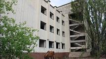 V uzavřené zóně na místě černobylské havárie se dnes daří fauně, budovy postupně pohltila příroda