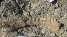 Pravděpodobně čelistní kost Mansourasaura, která byla nalezena v Egyptě.