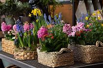 S jarem rozkvétají louky, zahrady i truhlíky za okny. Příroda nám dává na výběr nepřeberné množství květin, kvetoucích stromů a bylin. Vyznáte se v nich?