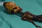 Záhada mumie z pouště Atacama: Vědci vyvrátili tvrzení, že kostra s podivnými proporcemi je mimozemského původu.