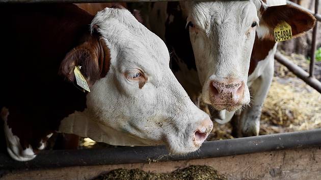 Mladý farmář Tomáš Trávníček vidí šanci pro staré kravíny v modernizaci. U Pelhřimova na Vysočině mu změna přístupu přinesla zvýšení dojivosti krav. Nebojí se ani robotizace.